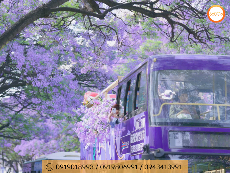 Hoa Phượng Tím tại Côn Minh - Du lịch 360Go